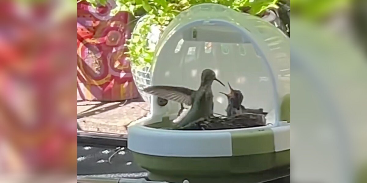 Rehabber Raising Orphaned Hummingbirds Gets Surprising Help From A Wild Visitor