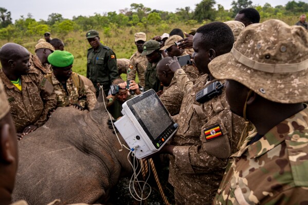 Veterinarians label a rhinoceros at the Kidepo Rhino Sanctuary before it is released to the wild in north-eastern Uganda, Thursday, March 19, 2026. (AP Photo/Moses Dipak)