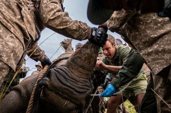 Veterians label a rhino that was relocated to Kidepo Valley National Park in north-eastern Uganda, Thursday, March 19, 2026. (AP Photo/Moses Dipak)