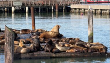 Huge Steller sea lion returns to S.F's Pier 39: how to see him