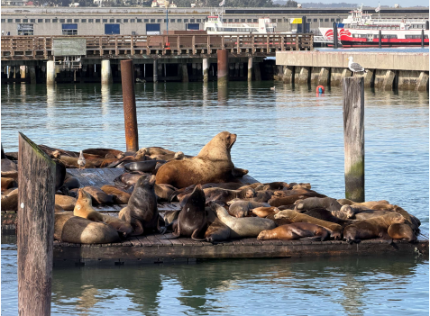 Huge Steller sea lion returns to S.F's Pier 39: how to see him
