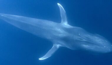 A-Z Animals Articles