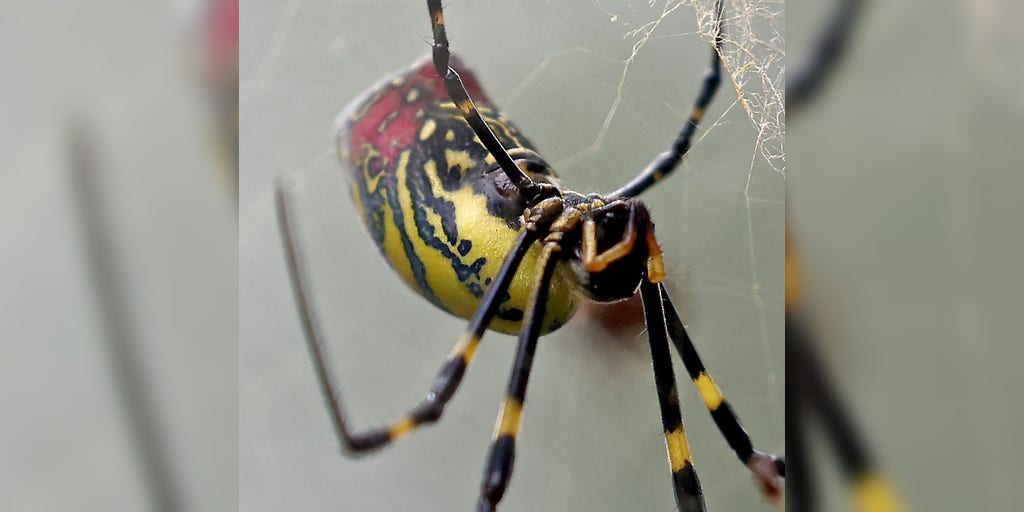 Large spiders the size of a human hand are invading the US