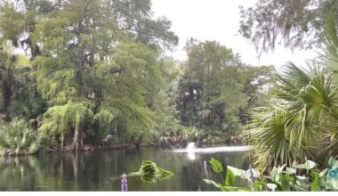 Have You Seen This? Just a bunch of monkeys belly-flopping into the river