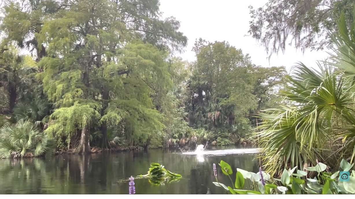 Have You Seen This? Just a bunch of monkeys belly-flopping into the river