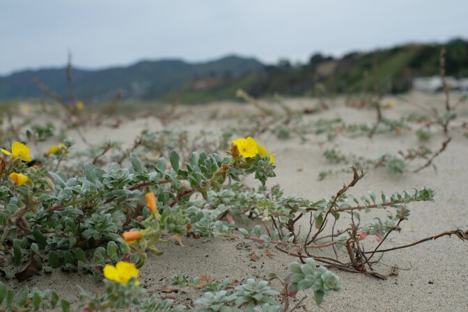 A small yellow flower blooms on a light gray-green leafy plant that's rooted in beach sand.