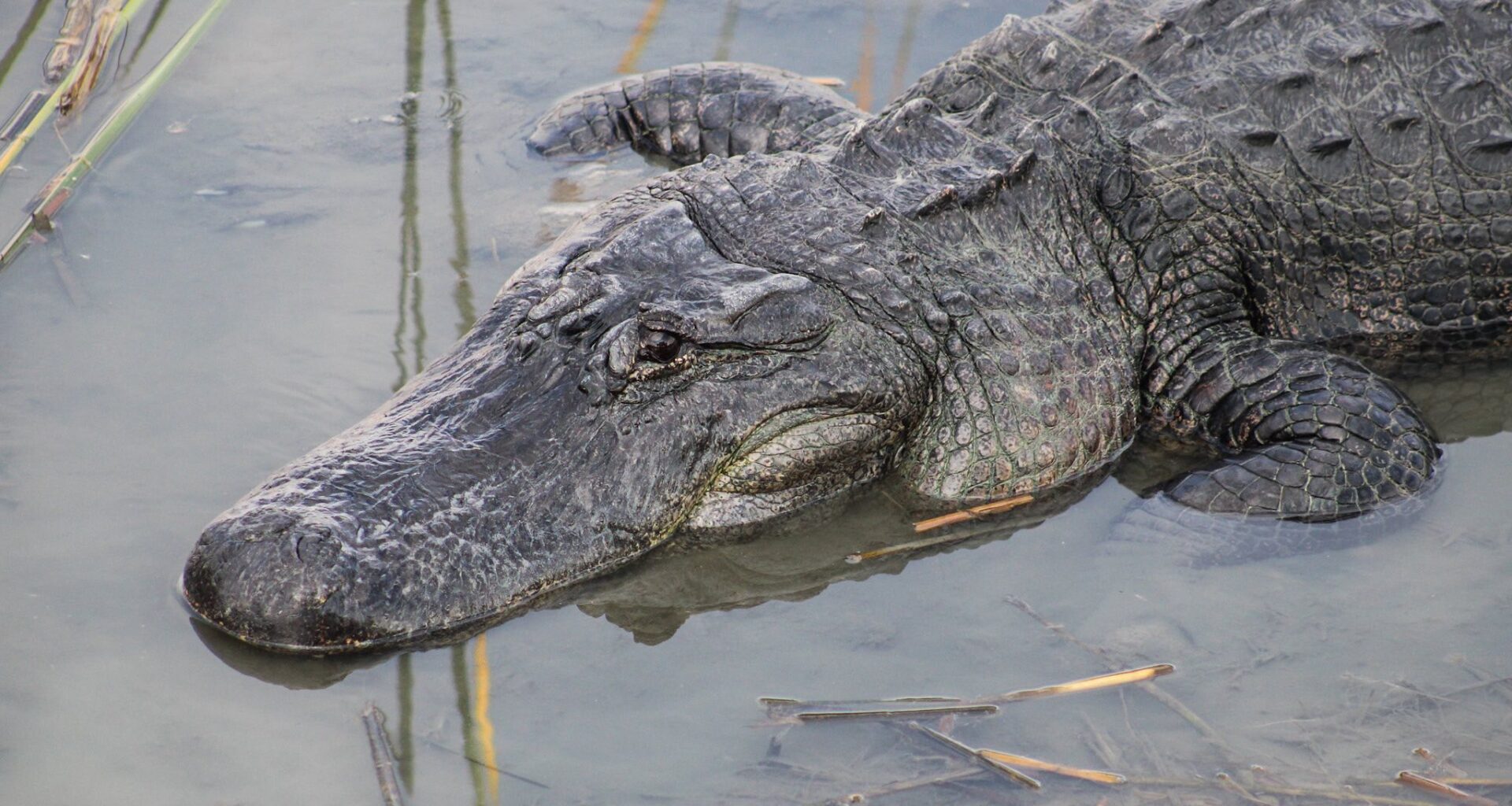 Texas alligator Boots may have found love after move to Gator Country