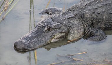 Texas alligator Boots may have found love after move to Gator Country
