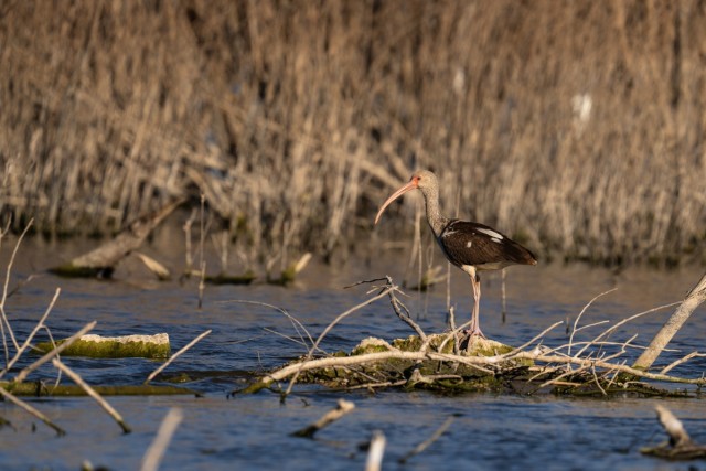 Picayune Strand Restoration Project 2026