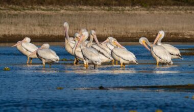 Healing the Land | Article