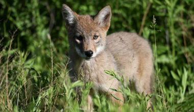 One coyote family will partially close two SF trails for six months