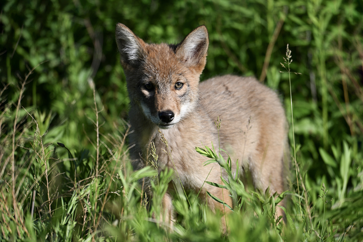 One coyote family will partially close two SF trails for six months