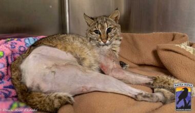 Bobcat recovering after being hit by vehicle in Adams County, Pa.