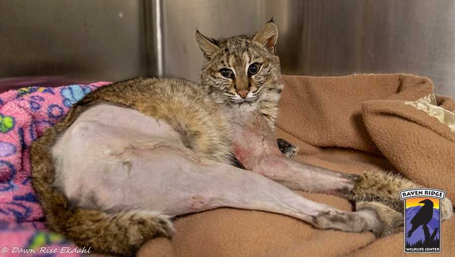 Bobcat recovering after being hit by vehicle in Adams County, Pa.