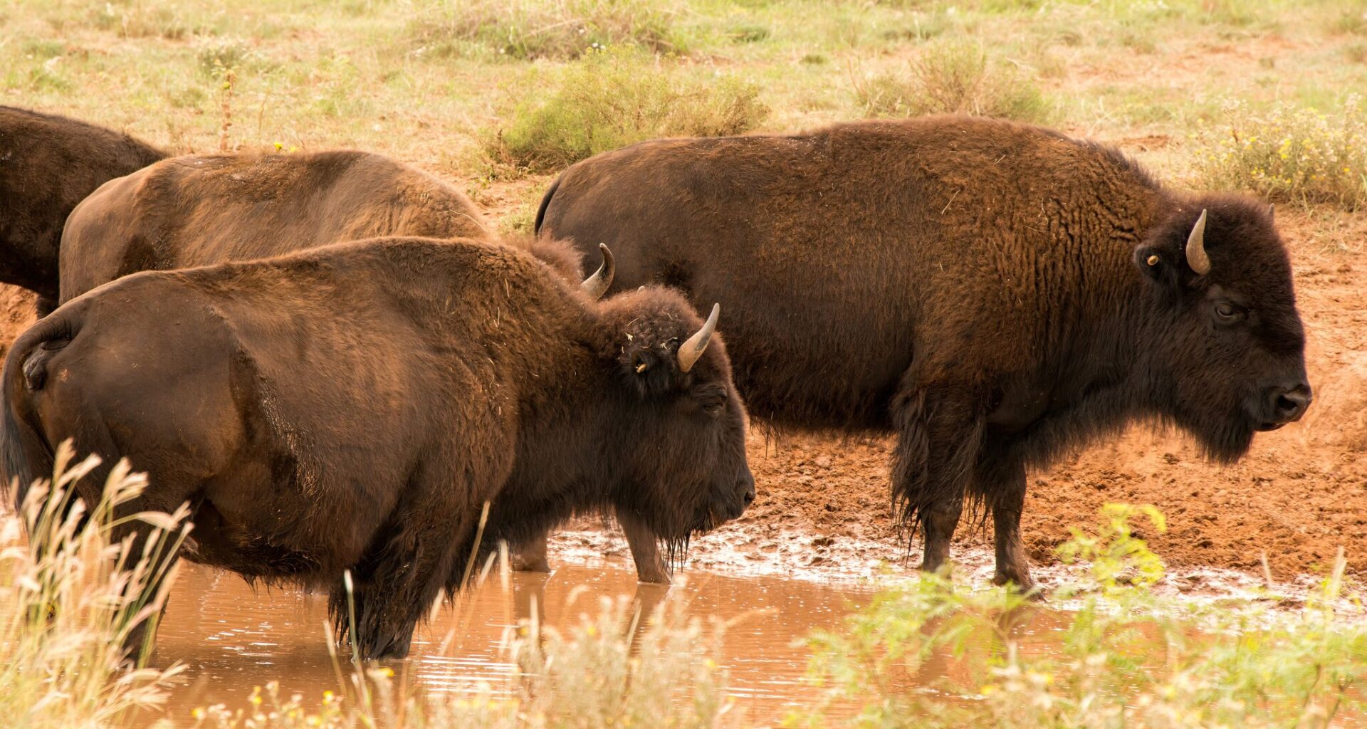 Texas just gave its iconic bison herd more room to roam