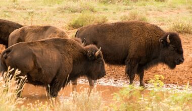 Texas just gave its iconic bison herd more room to roam