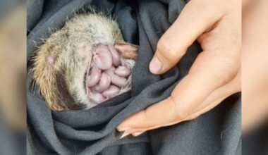 Research Team Is Thrilled To Find Endangered 'Jellybeans' In Wild Mama's Pouch