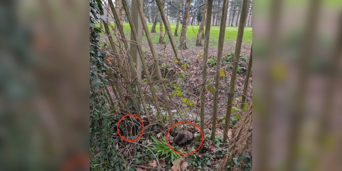Dad On A Stroll Sees Puffballs Caught In Barbed Wire Fence And Runs For Help