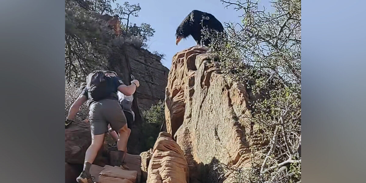 Hikers Feel Sudden Rush Of Wind — Then See A Giant Bird Land Above Them