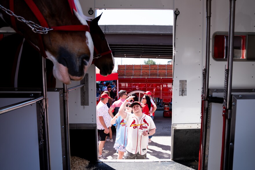 Elijah Walljasper, center, and his wife Elizabeth Walljasper, both of Canton, Ill., look at the Clydesdales during MLB Opening Day festivities outside of Busch Stadium on Thursday, March 26, 2026, in downtown St. Louis.