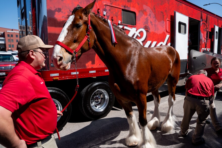 Anheuser Busch staff prepare the Clydesdales before their appearance at the St. Louis Cardinals’ MLB Opening Day festivities on Thursday, March 26, 2026, in downtown St. Louis.