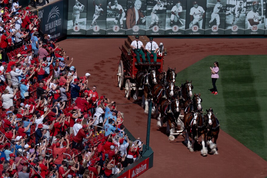 The Budweiser Clydesdales trot to “Here Comes the King” before the St. Louis Cardinals take on the Tampa Bay Rays during MLB Opening Day on Thursday, March 26, 2026, in downtown St. Louis.