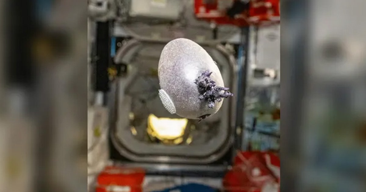 See it: NASA astronaut shares photo of egg-shaped object with tentacles growing on International Space Station