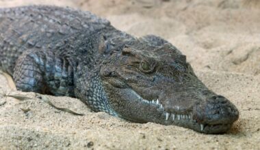 Meet Seng: Zoo Atlanta's newest endangered resident