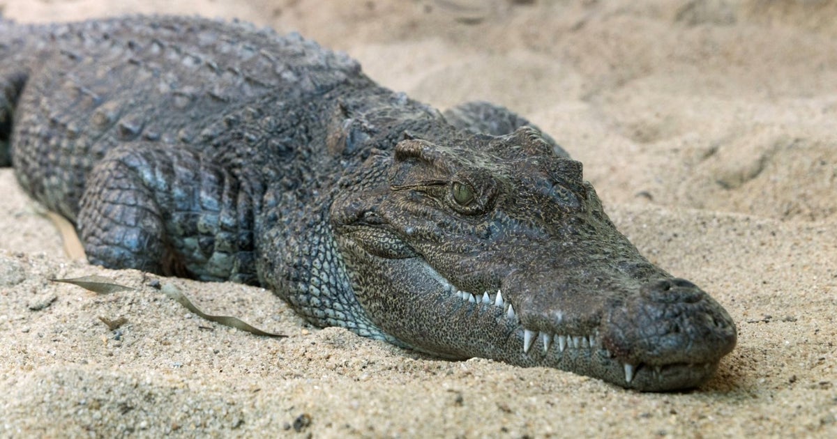 Meet Seng: Zoo Atlanta's newest endangered resident