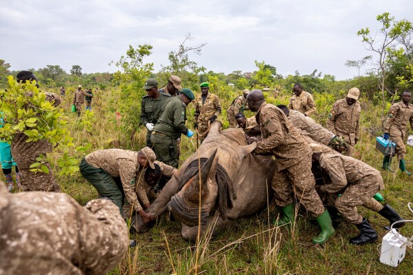 Rangers prepare a rhinoceros for transport from the Ziwa Rhino Sanctuary to Kidepo Valley National Park in northeastern Uganda, Thursday, March 19, 2026. (AP Photo/Moses Dipak)