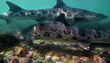 Woman finds over a dozen dead baby leopard sharks on La Jolla trail