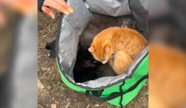 Parkgoers Open Uber Eats Bag Left Under Bench And Find Babies Curled Up Inside