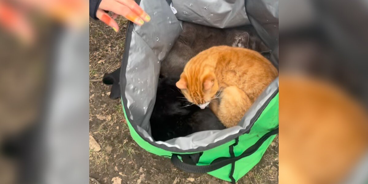 Parkgoers Open Uber Eats Bag Left Under Bench And Find Babies Curled Up Inside