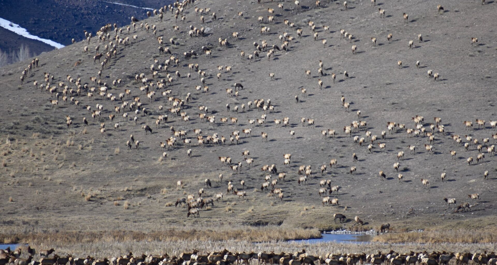 A mass elk migration to a national park is months ahead of schedule