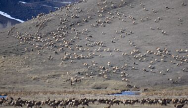 A mass elk migration to a national park is months ahead of schedule