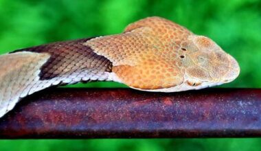 Could the lack of rain increase copperhead encounters in NC?