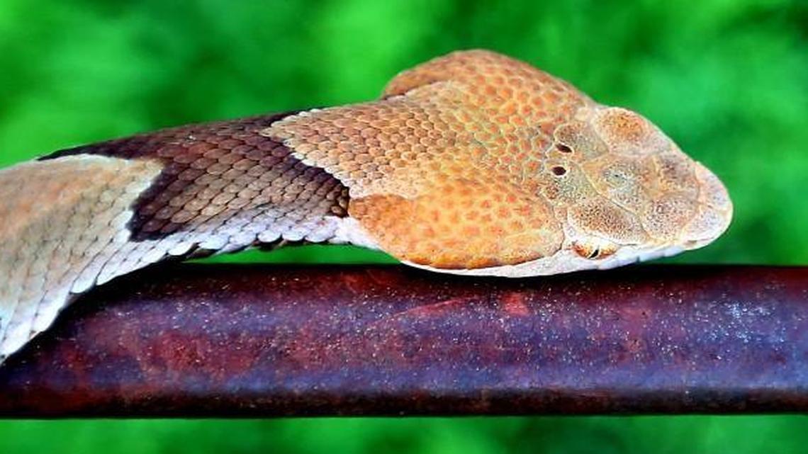Could the lack of rain increase copperhead encounters in NC?