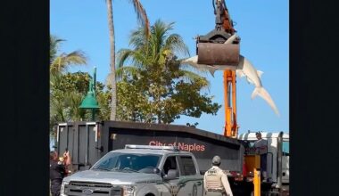 Massive hammerhead shark hoisted by crane from Florida beach