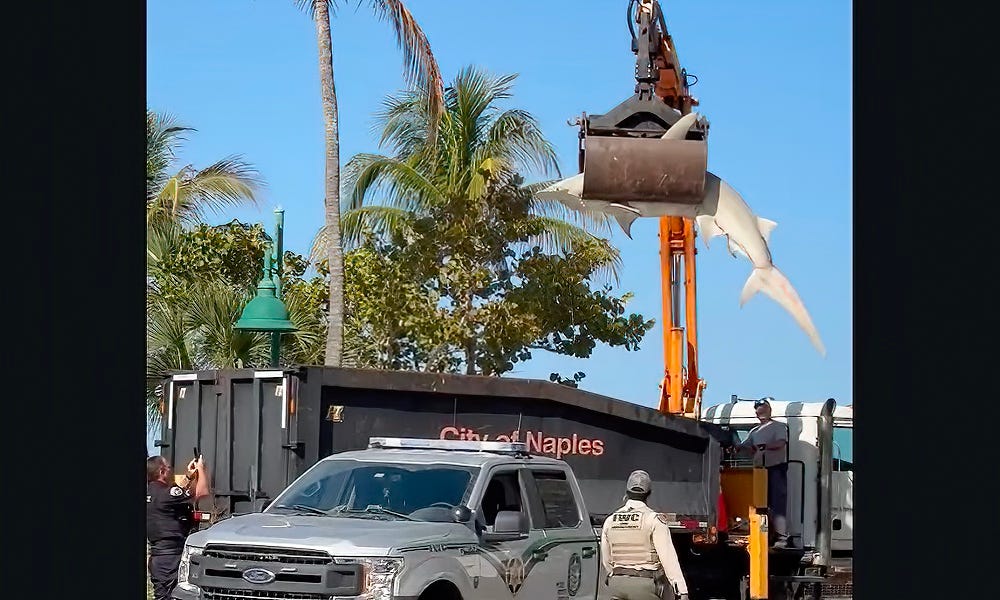 Massive hammerhead shark hoisted by crane from Florida beach