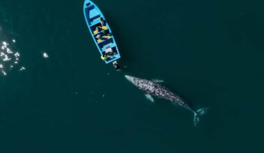 A-Z Animals Articles