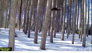 Have You Seen This? Lynx scramble up trees in pursuit of fisher