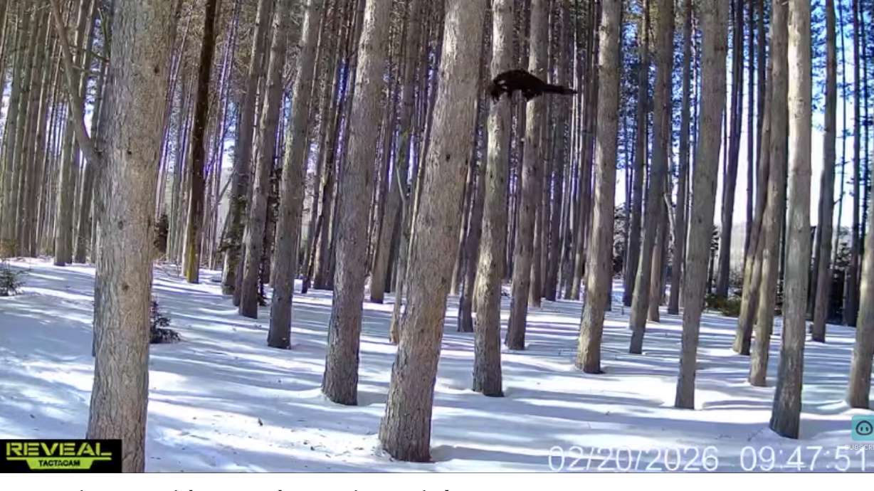 Have You Seen This? Lynx scramble up trees in pursuit of fisher