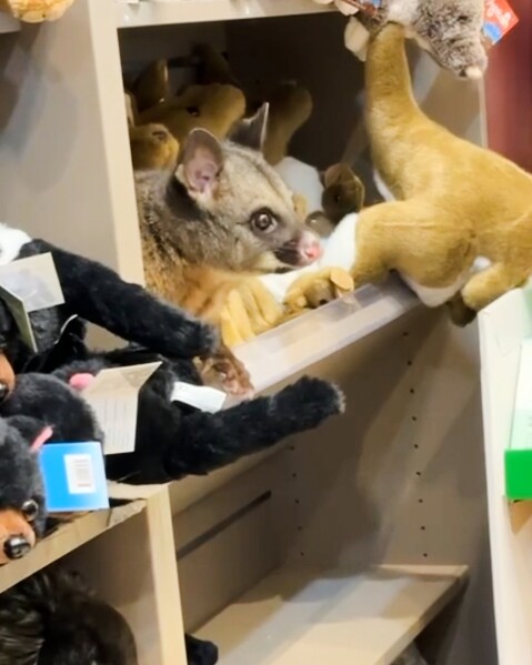 In this image taken from video, a living Australian brushtail possum sits on the display shelf at a terminal shop at Hobart Airport in Hobart, Australia, Wednesday, March 18, 2026. (Melissa Oddie via AP)