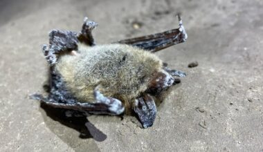 Lethal bat disease detected in Alberta's Rocky Mountains for first time
