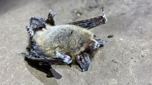 Lethal bat disease detected in Alberta's Rocky Mountains for first time