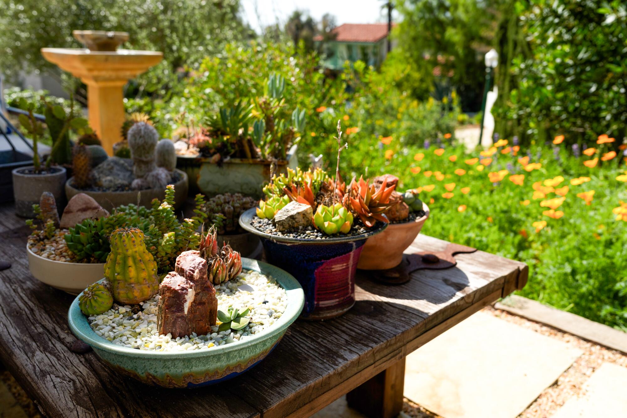Succulents cover a table on Christopher Smee's patio surrounded by his garden.