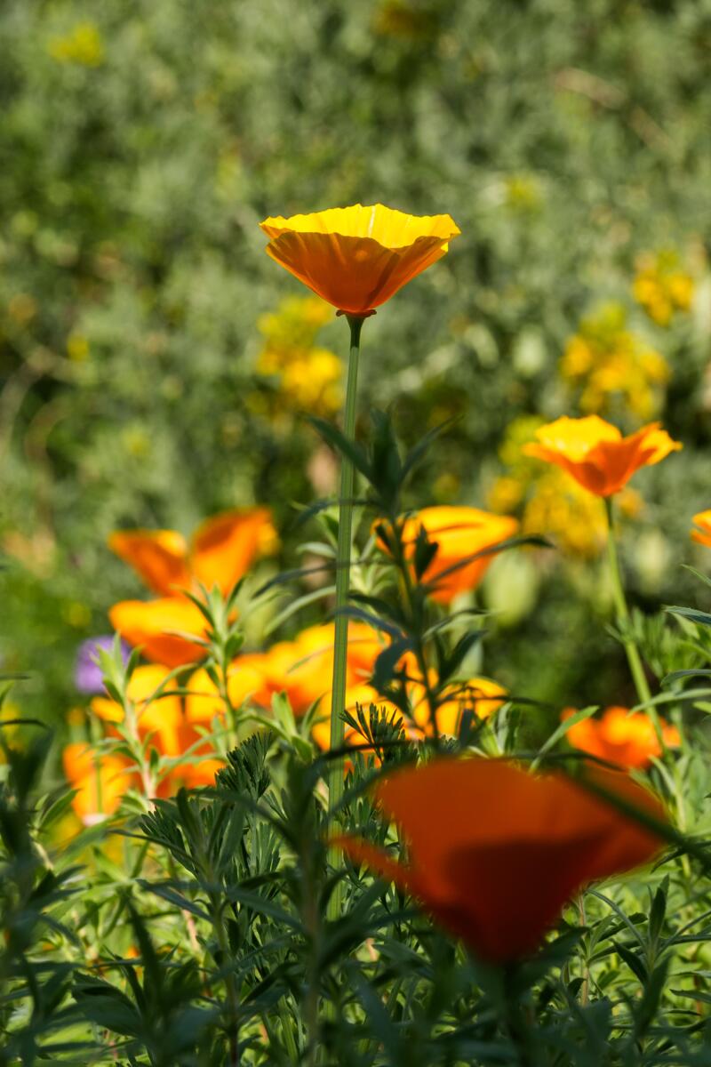 Orange poppies.