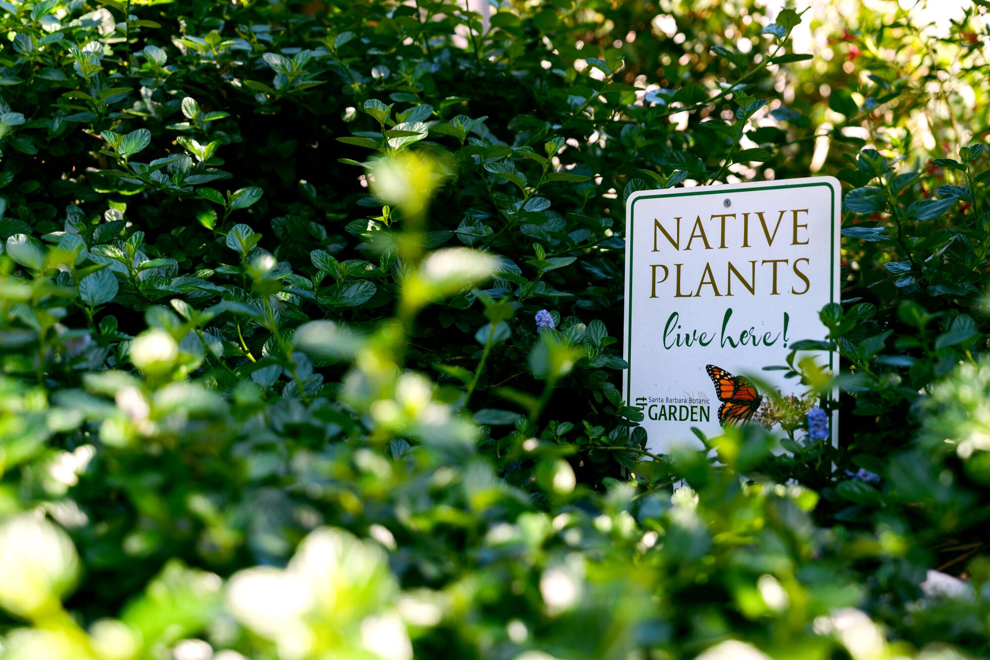 A sign in the garden notes "Native Plants Live Here." 