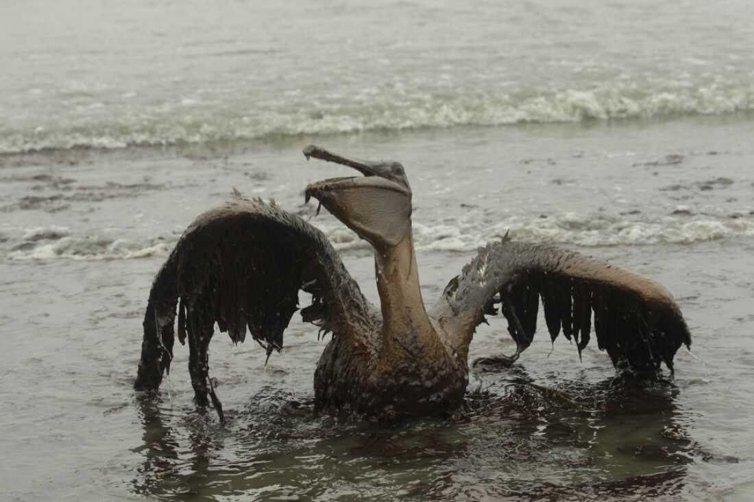 A brown pelican sits on a beach along the Louisiana coast after being drenched in oil from the 2010 BP Deepwater Horizon oil spill.