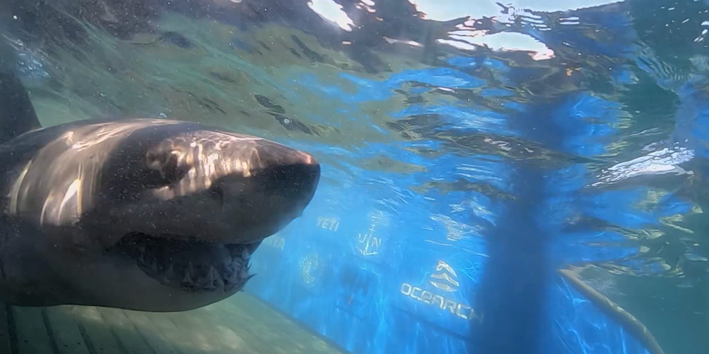 1,400-lb great white shark ‘Breton’ pings near uncharted waters off Turks and Caicos